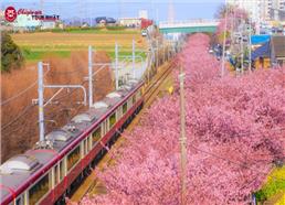 Tour Nhật Bản Cung Đường Tokyo - Núi Phú Sĩ Tết Nguyên Đán 2027
